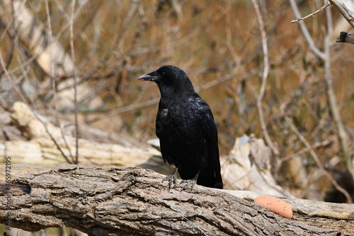 Crow sits perched on fallen tree