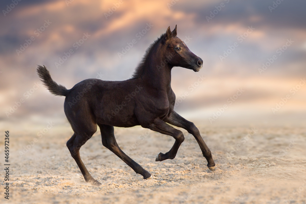 Arabian foal run gallop in desert dust against sunset light Arabian foal run gallop in desert dust against sunset light