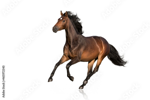 Bay horse  run free gallop isolated on white