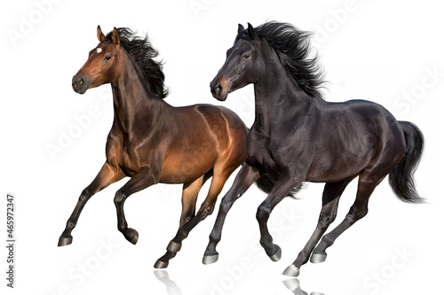 Bay horses run free gallop isolated on white