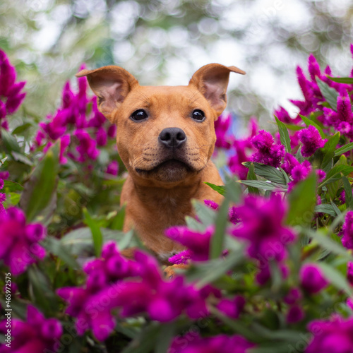 Ritratto di cucciolo di American Staffordshire terrier