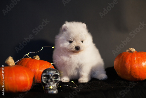 Halloween Pomeranian puppies  and pumpkin 