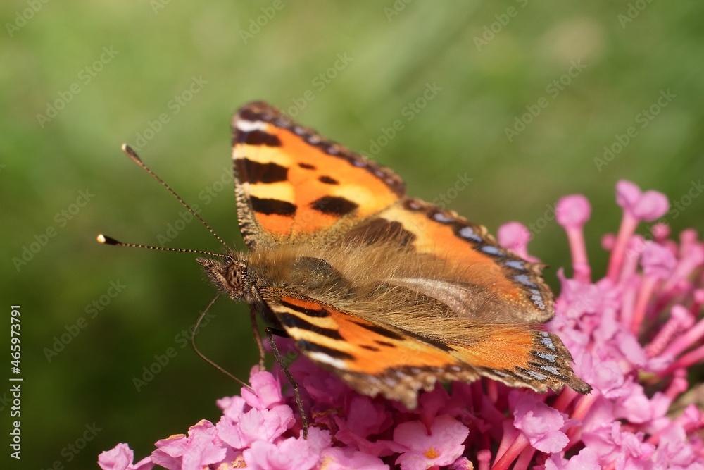 European peacock butterfly on flower European peacock butterfly on flower