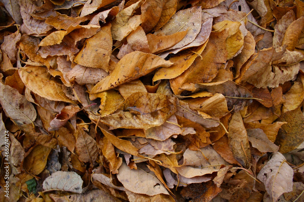 Autumn background - fallen brown leaves Autumn background - fallen brown leaves