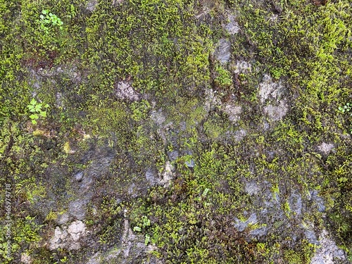 Moss green texture. Moss background. Green moss on grunge texture, background. High quality photo