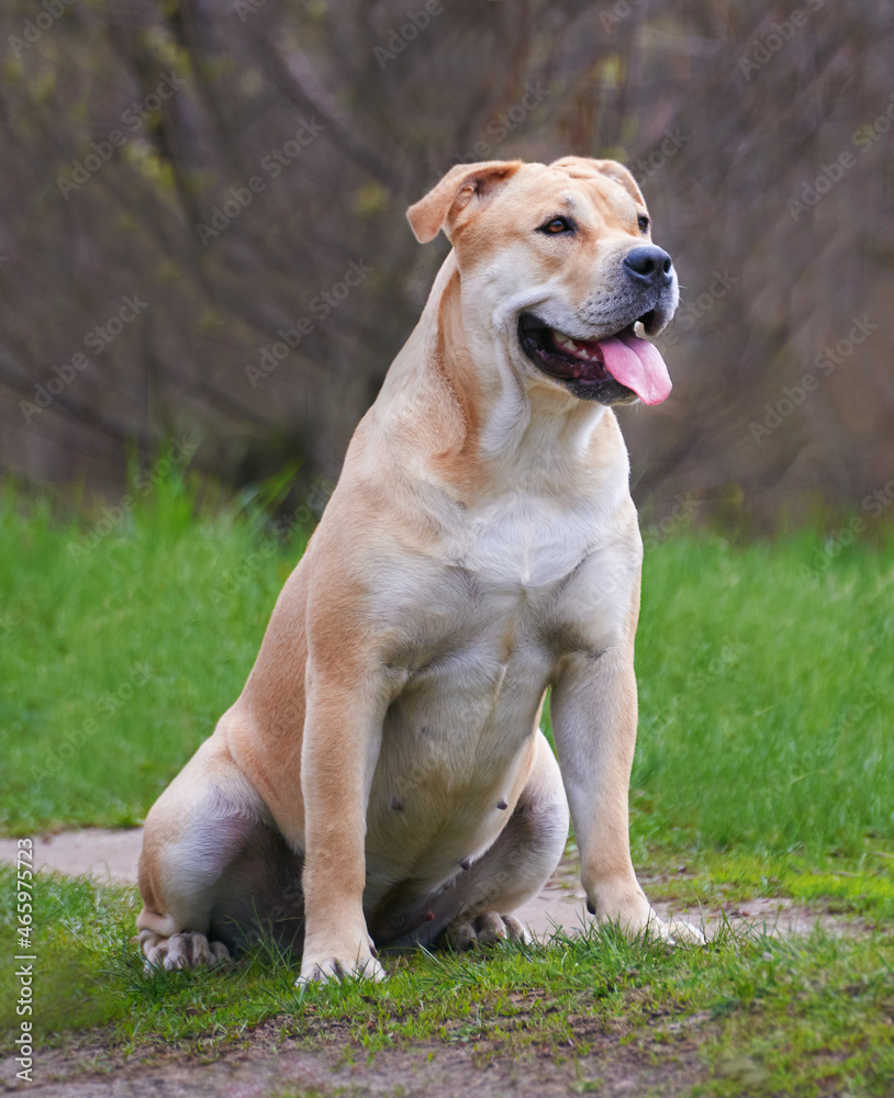 portrait of a dog of breed ca de bou