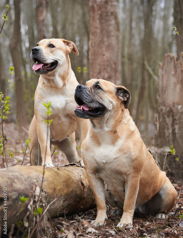portrait of two molossians of the cadebo breed portrait of two molossians of the cadebo breed