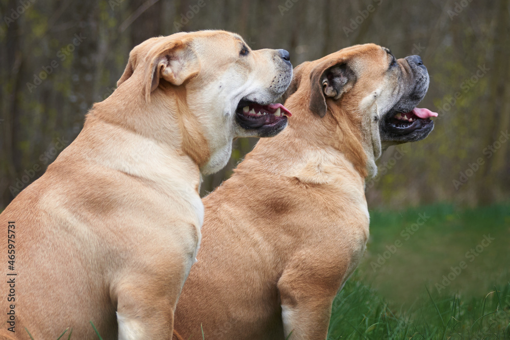 portrait of two molossians of the cadebo breed
