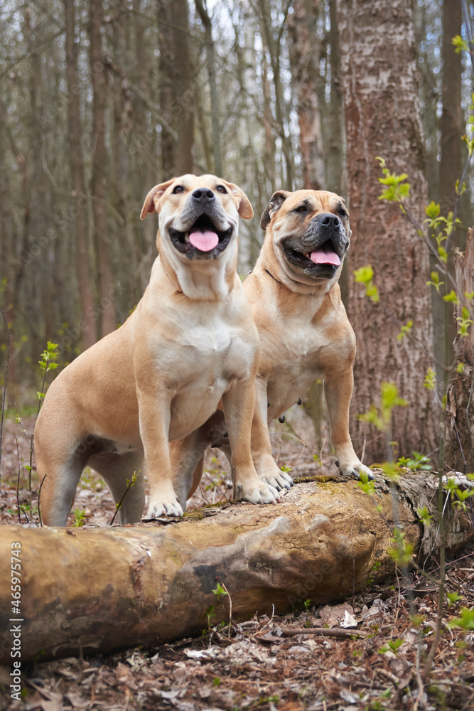 portrait of two molossians of the cadebo breed portrait of two molossians of the cadebo breed