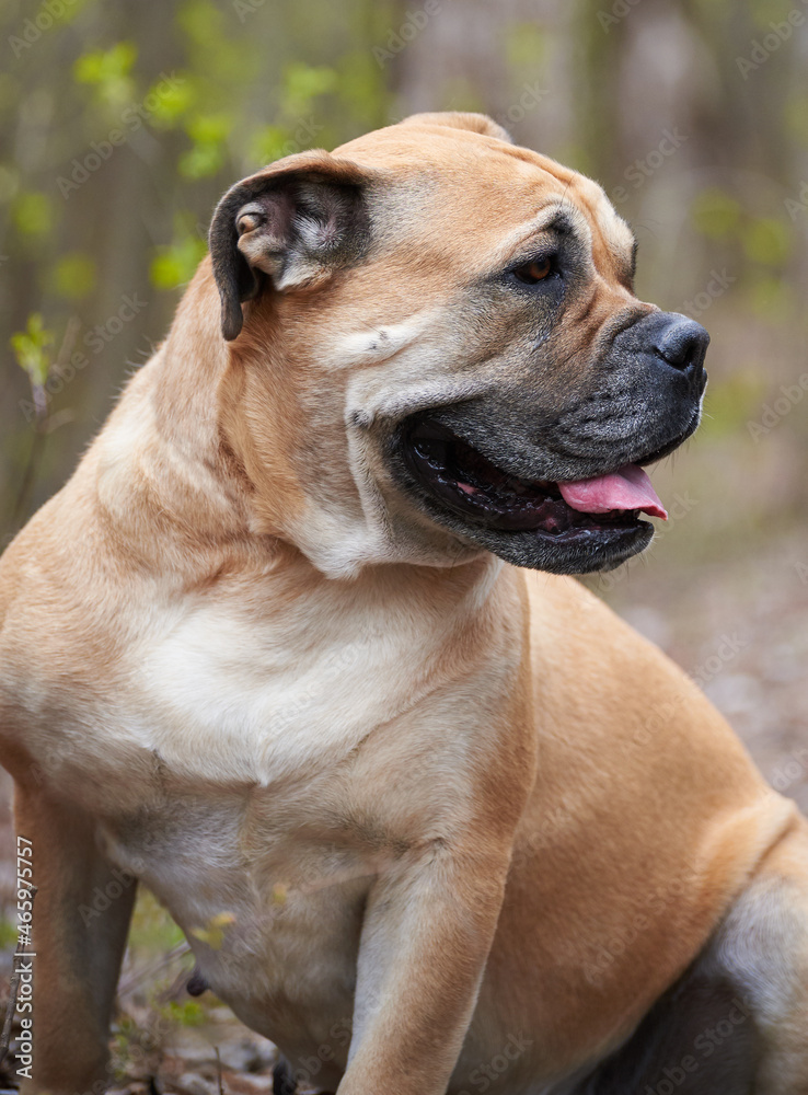 portrait of a dog of breed ca de bou