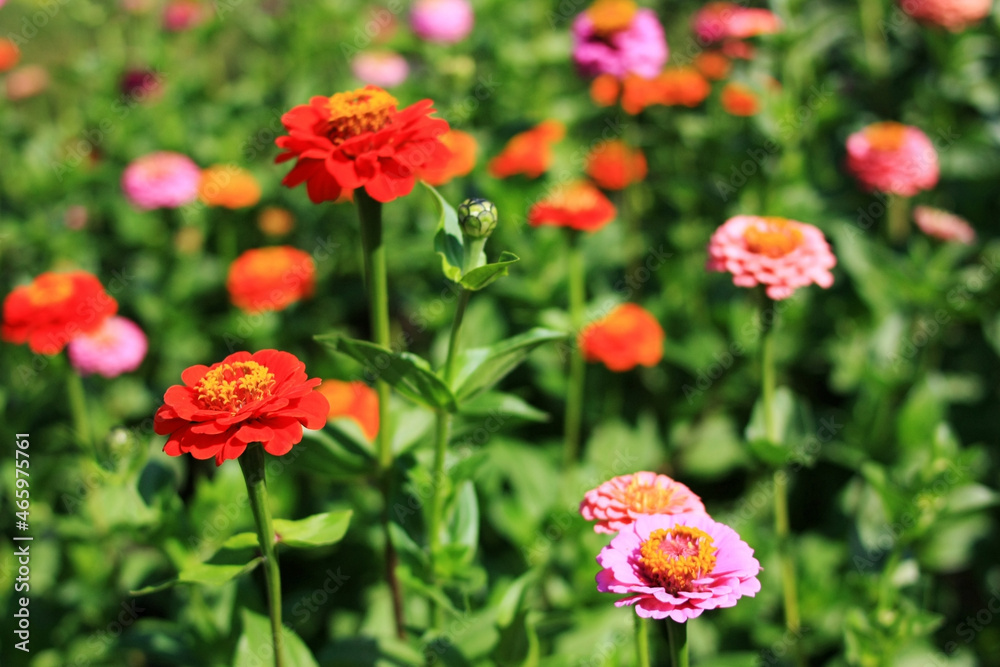 Red flowers grow in green meadow Red flowers grow in green meadow