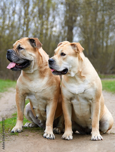 portrait of two molossians of the cadebo breed