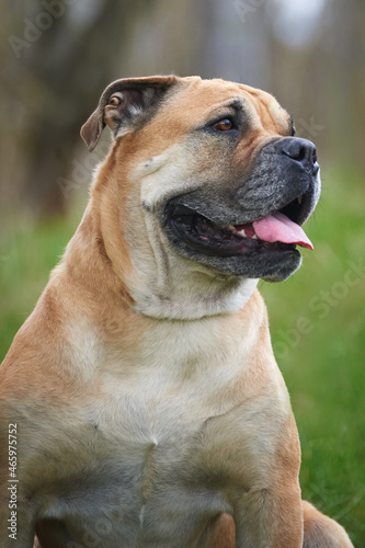 portrait of a dog of breed ca de bou