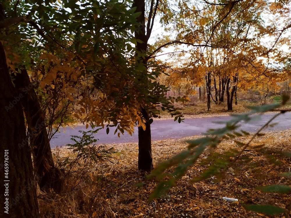 trees in autumn