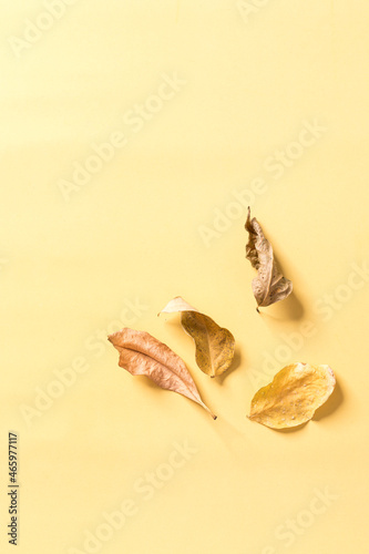 Many kind of dried leave isolated on yellow background.