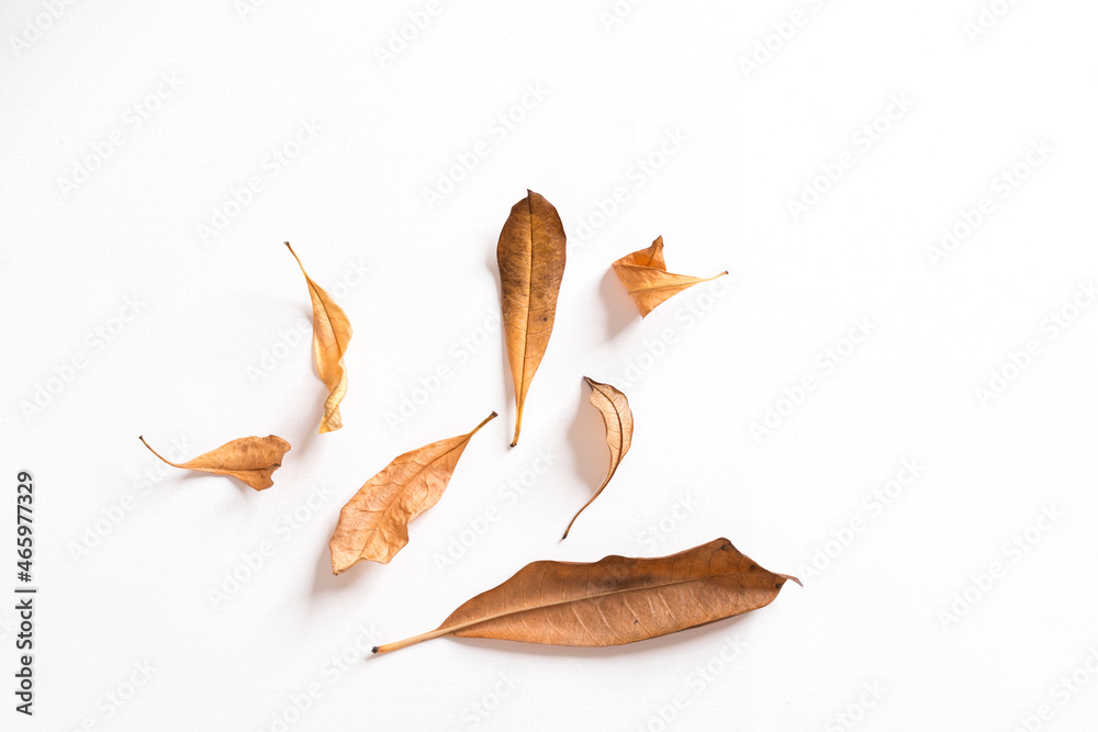 Fototapeta premium Many dried leaves isolated on white background.