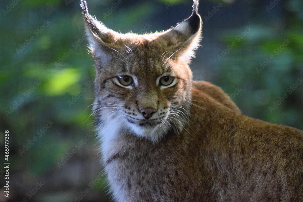 Fototapeta premium Luchs Zoo Rostock