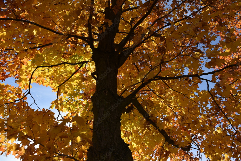 Fototapeta premium A maple tree in autumn, Québec, Canada