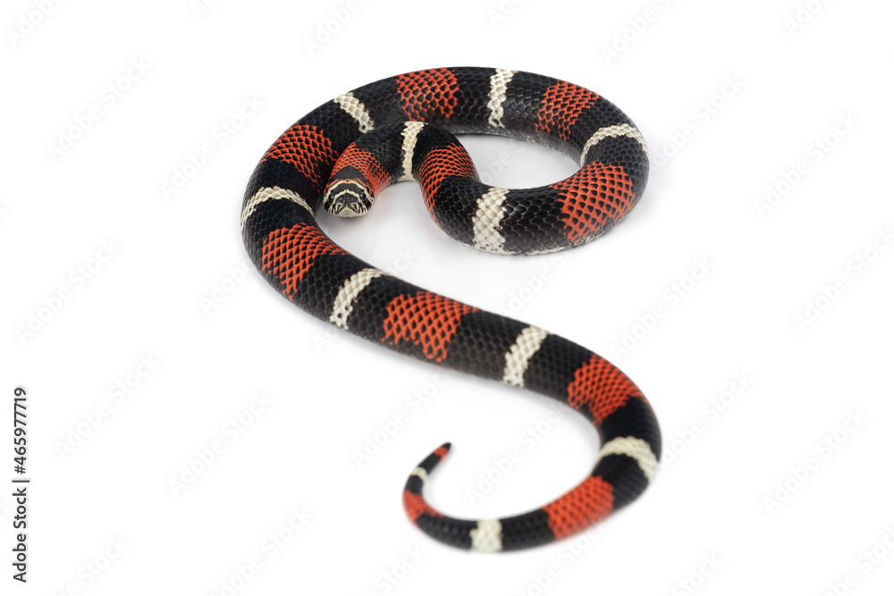 Xenodon pulcher aka the Tri-colored hognose snake from South America Xenodon pulcher aka the Tri-colored hognose snake from South America