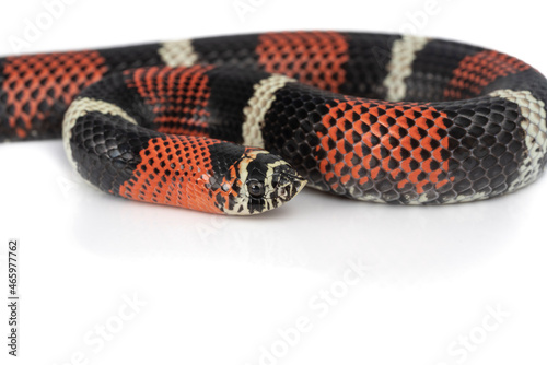 Xenodon pulcher aka the Tri-colored hognose snake from South America