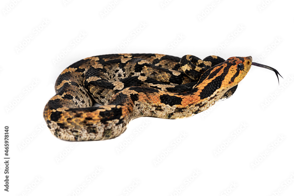 Obraz premium Heterodon platirhinos Eastern Hognose