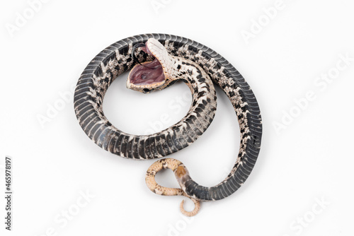 Eastern Hognose Snake playing dead