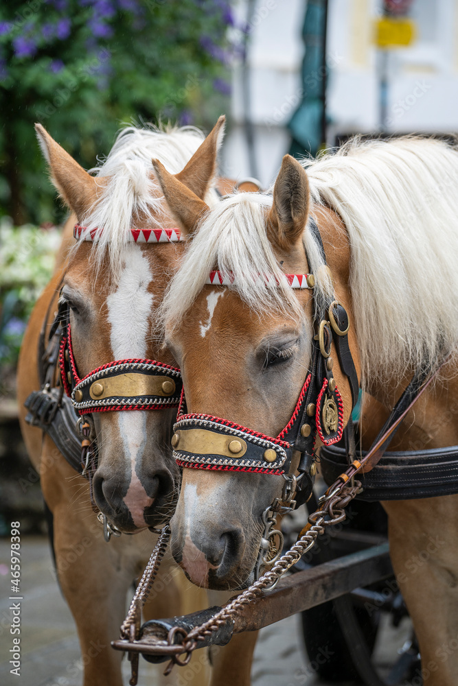Two brown horses for riding city excursions on the street in Austria Two brown horses for riding city excursions on the street in Austria