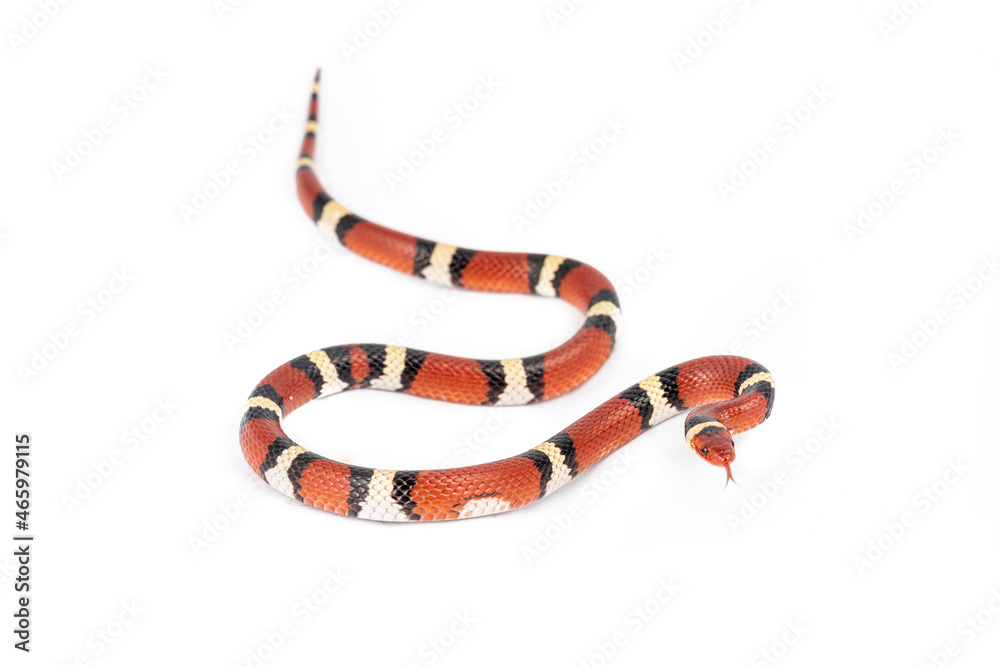 Naklejka premium Scarlet Kingsnake (Lampropeltis elapsoides)