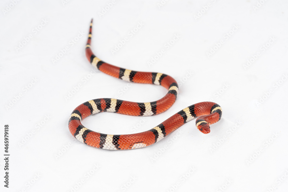 Naklejka premium Scarlet Kingsnake (Lampropeltis elapsoides)