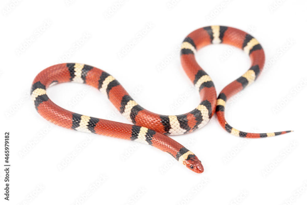 Obraz premium Scarlet Kingsnake (Lampropeltis elapsoides)