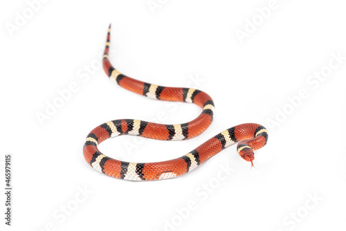 Scarlet Kingsnake (Lampropeltis elapsoides)