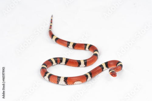 Scarlet Kingsnake (Lampropeltis elapsoides)