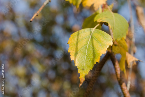 betula autumn birch leaf