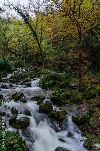 stream in the forest