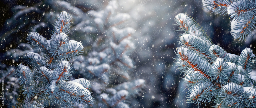 Christmas and New Year background with snow-covered spruce branches on a dark background during snowfall
