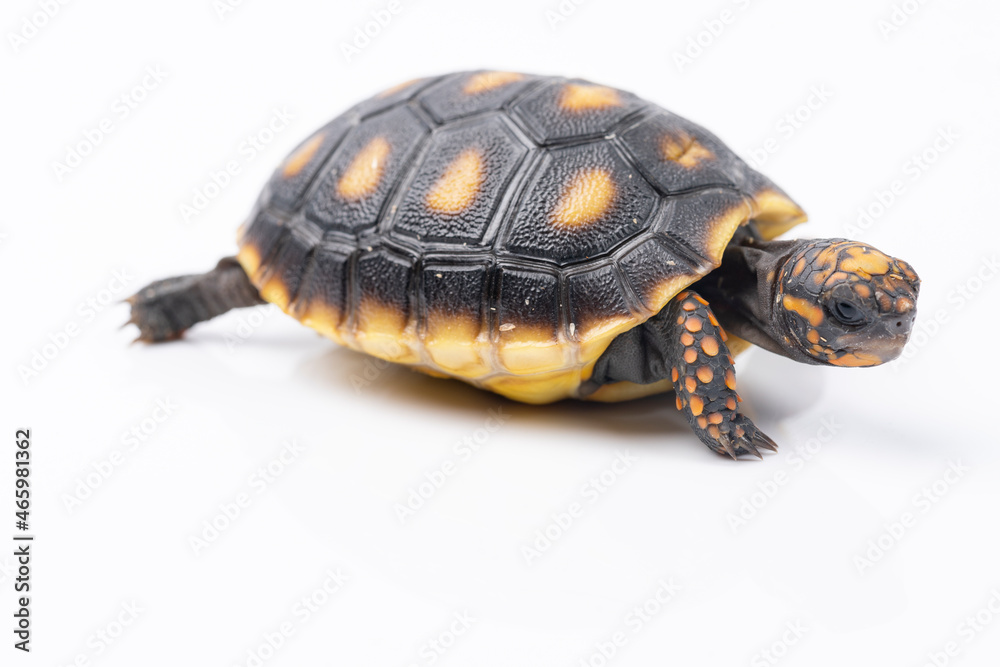 Baby Red Footed Tortoise Baby Red Footed Tortoise