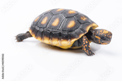 Baby Red Footed Tortoise