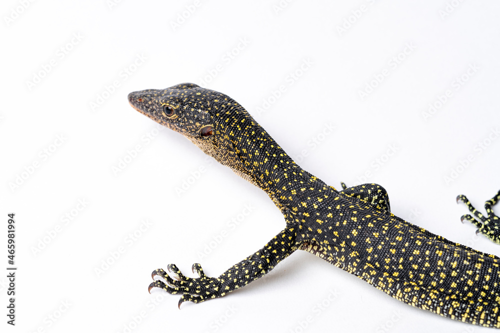 Mangrove Monitor Lizard Mangrove Monitor Lizard