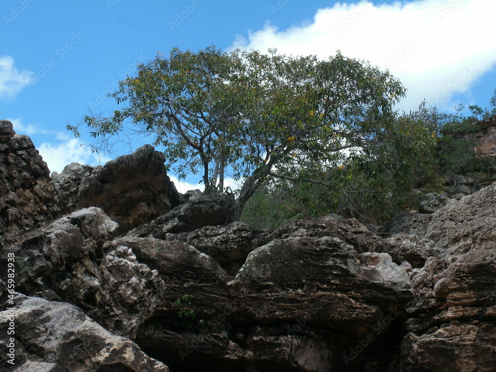 Tree that grew among the rocks, nature is fascinating and has its mysteries.