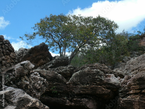 Tree that grew among the rocks, nature is fascinating and has its mysteries.