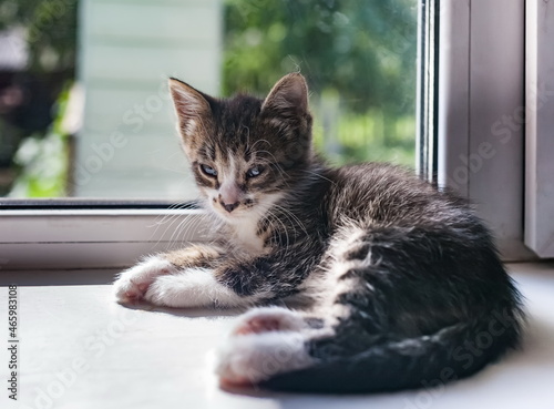 A small kitten on a white windowsill in close-up against a background of greenery in summer