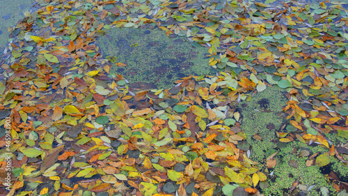 green mud on the water in the river in autumn