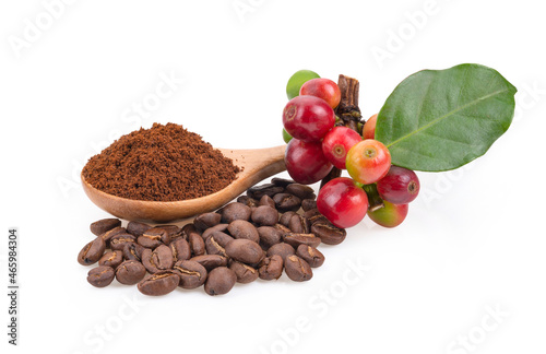 Roasted coffee bean and fesh coffee bean on white background