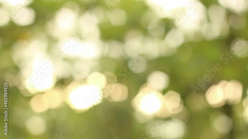 Wallpaper Mural Beautiful nature green bokeh abstract background concept Torontodigital.ca