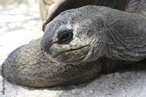 Aldabra Giant Tortoise portrait