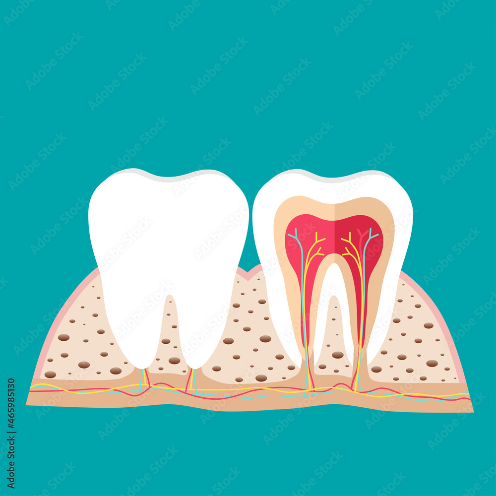 Human teeth. Dental care background. Vector illustration Human teeth. Dental care background. Vector illustration