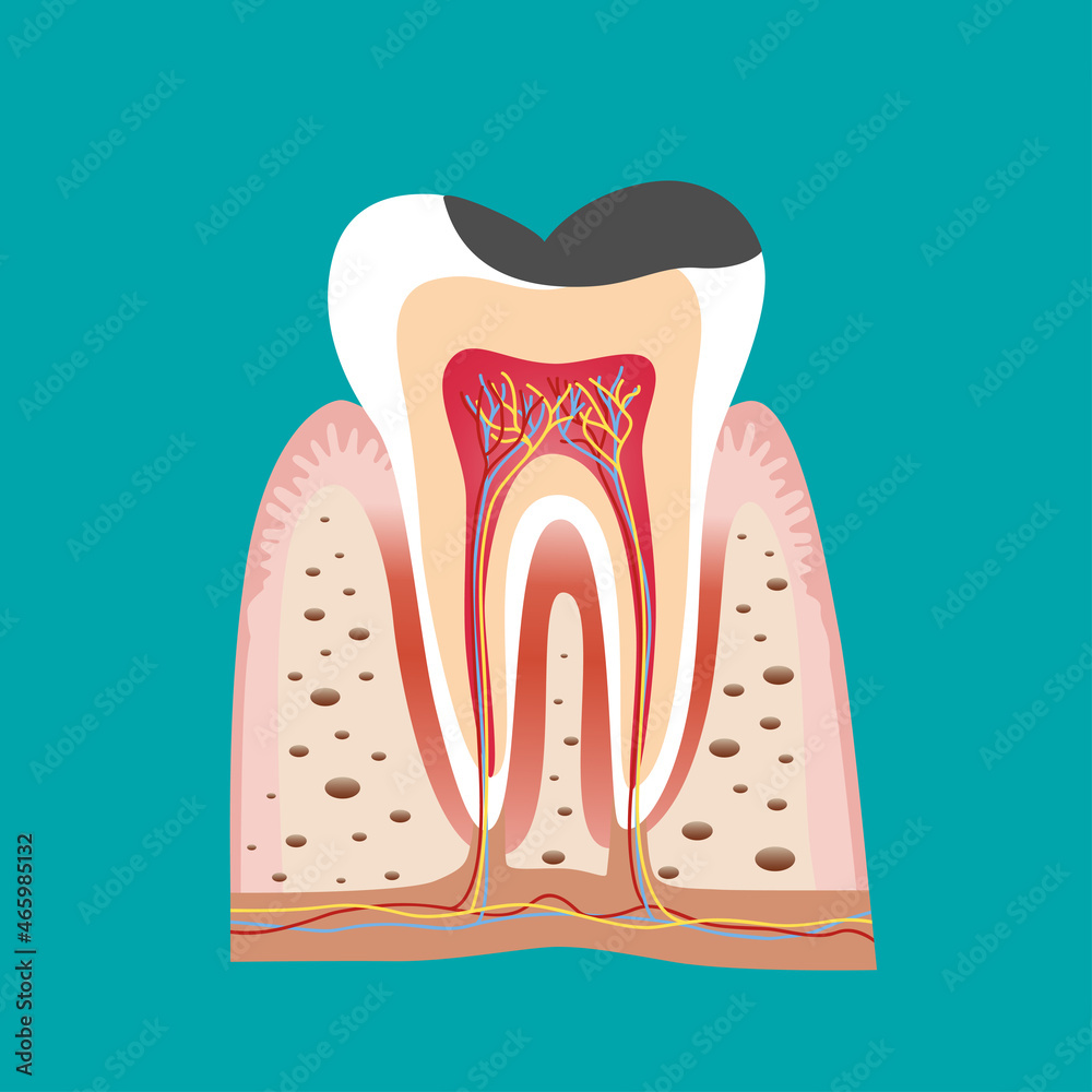 Human teeth. Dental care background. Vector illustration