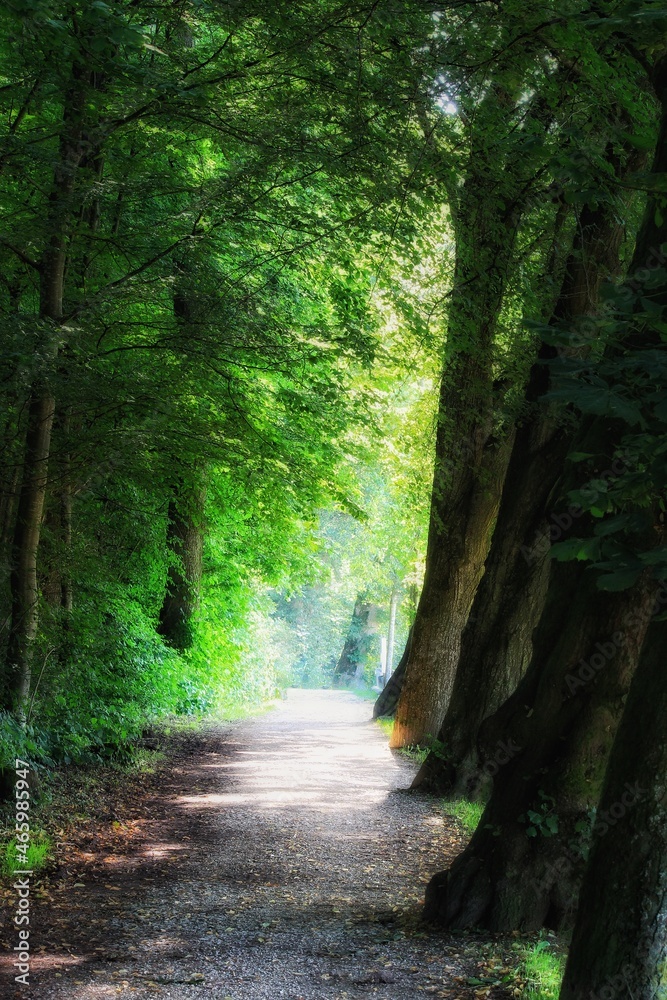 Obraz premium Wald atmen