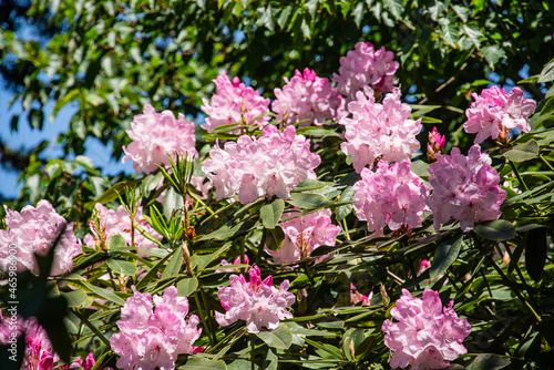 Canvas Print Rhododendron White Pearl (Halopeanum) botanical garden, San Francisco, California, U