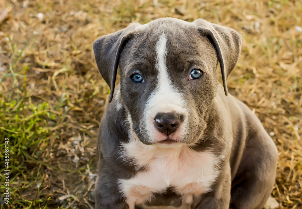 Beautiful little American Staffordshire Terrier puppy.
